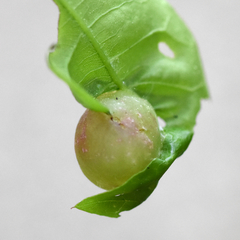 Dryocosmus quercuslaurifoliae