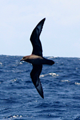 Pterodroma solandri