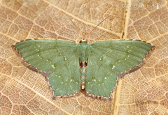 Chloropteryx tepperaria