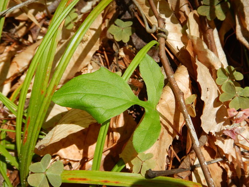 Image of Nabalus autumnalis by (c) Ryan Watson, some rights reserved (CC BY)