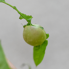 Dryocosmus quercuslaurifoliae