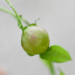 Dryocosmus quercuslaurifoliae