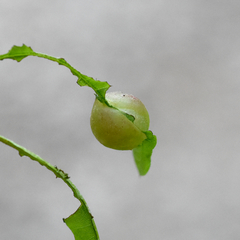 Dryocosmus quercuslaurifoliae