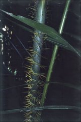 Calamus moti