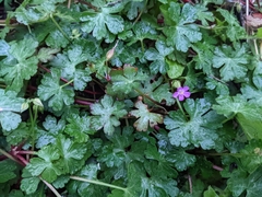 Geranium lucidum