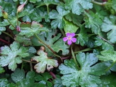 Geranium lucidum
