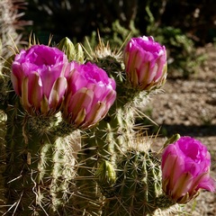 Echinocereus engelmannii