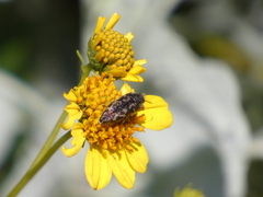 Acmaeodera acuta
