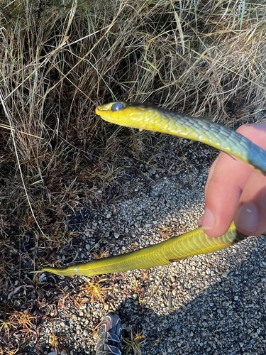 Common Tree Snake sighting