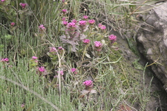 Castilleja ambigua humboldtiensis