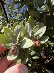 Arctostaphylos nortensis