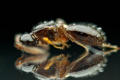 Auxopaedeutes