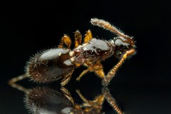 Auxopaedeutes