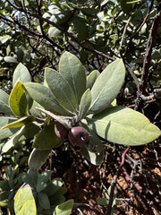 Arctostaphylos nortensis