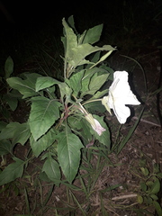 Oenothera centaurifolia