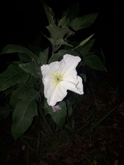 Oenothera centaurifolia