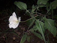 Oenothera centaurifolia