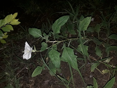 Oenothera centaurifolia