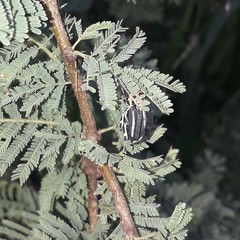 Neodiplogrammus quadrivittatus