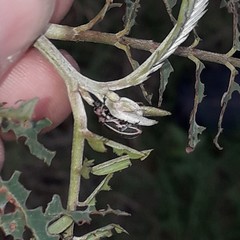 Eudiagogus episcopalis