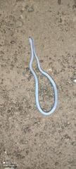 Boaedon fuliginosus