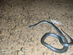 Boaedon fuliginosus