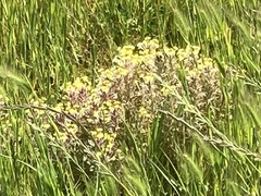 Triphysaria eriantha