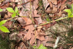 Neolasioptera nodulosa