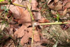 Neolasioptera nodulosa