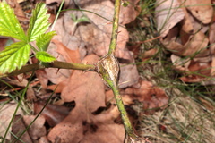 Neolasioptera nodulosa