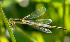 Ischnura aurora aurora