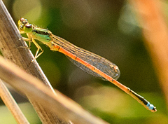 Ischnura aurora aurora