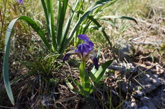 Iris lutescens chamaeiris