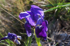 Iris lutescens chamaeiris