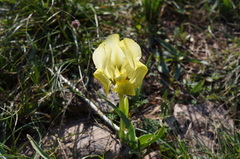 Iris lutescens chamaeiris
