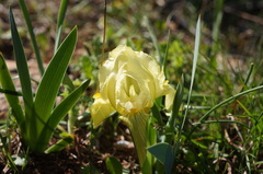 Iris lutescens chamaeiris
