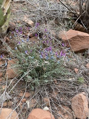 Astragalus zionis
