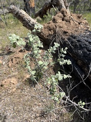 Malacothamnus helleri