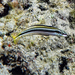 Gosline's Fangblenny - Photo (c) Karolle Wall, some rights reserved (CC BY-NC), uploaded by Karolle Wall