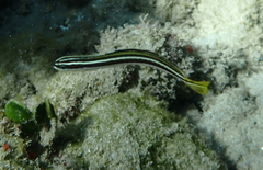 Plagiotremus goslinei