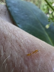 Pseudomyrmex simplex