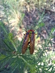Chorista australis