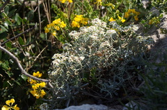 Hormathophylla macrocarpa