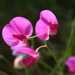 Lathyrus pulcher - Photo (c) Carles Fabregat, some rights reserved (CC BY-NC), uploaded by Carles Fabregat