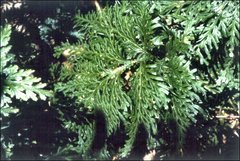 Selaginella longipinna