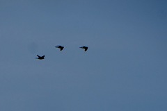 Psittacara erythrogenys