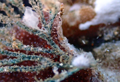 Virididentula dentata