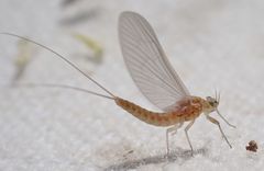 Acentrella insignificans