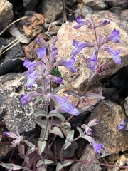 Collinsia greenei