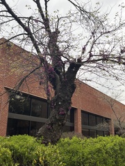 Cercis canadensis